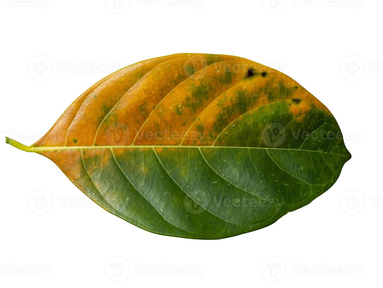 Close up Jackfruit leaves change color on white background photo
