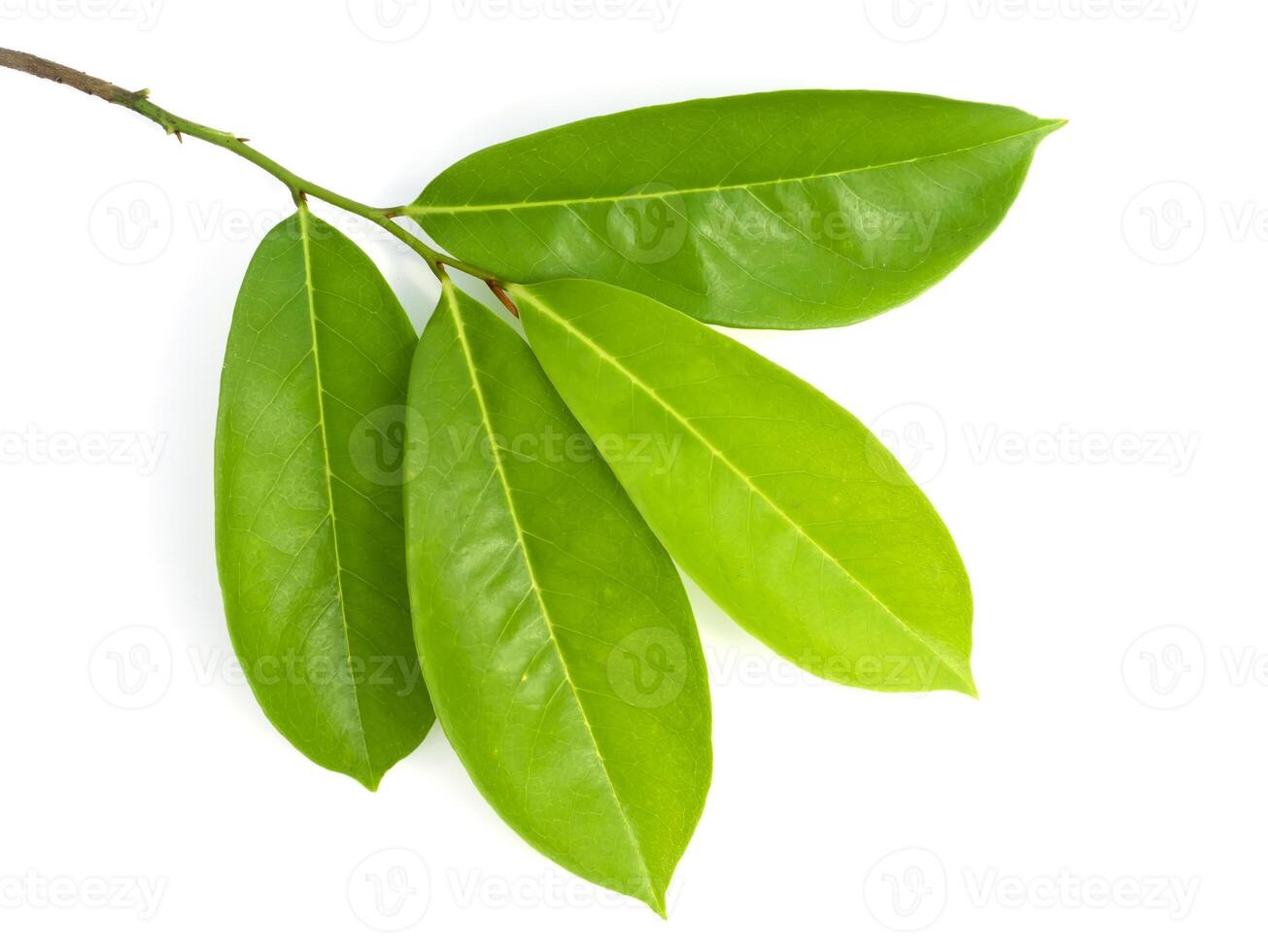 Soursop leaves on white background photo