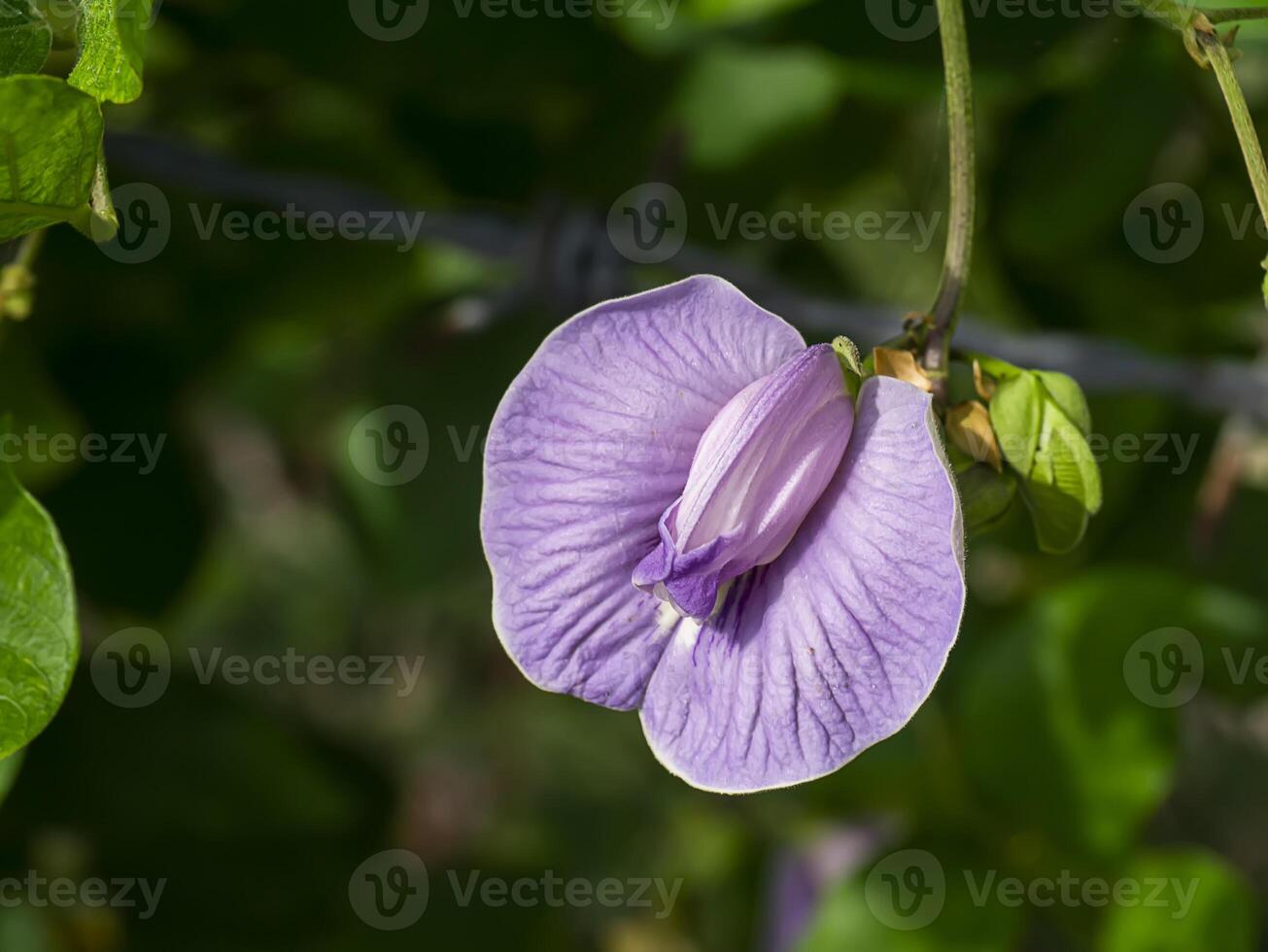 Close up flower of Butterfly Pea. photo
