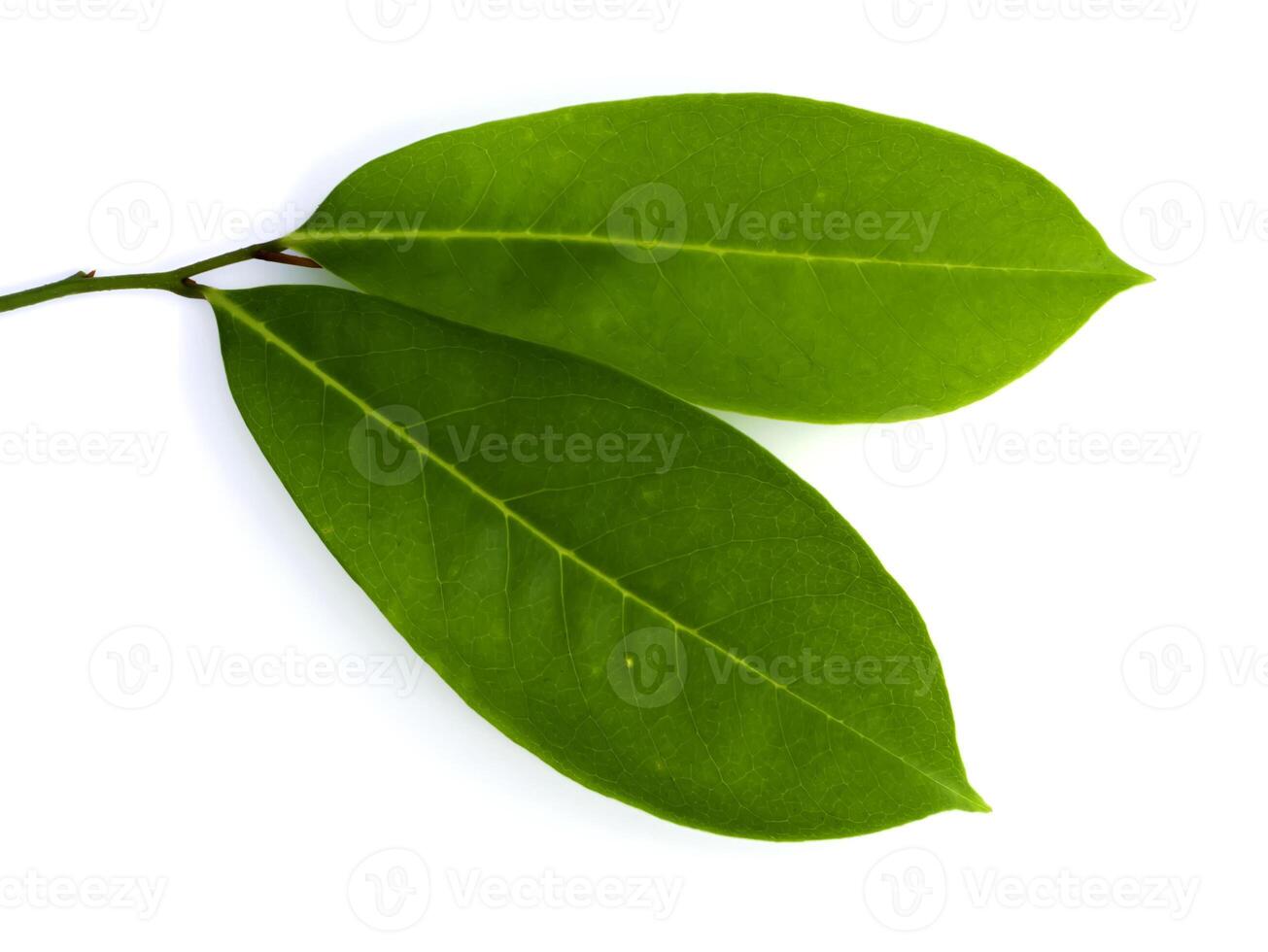 Soursop leaves on white background photo