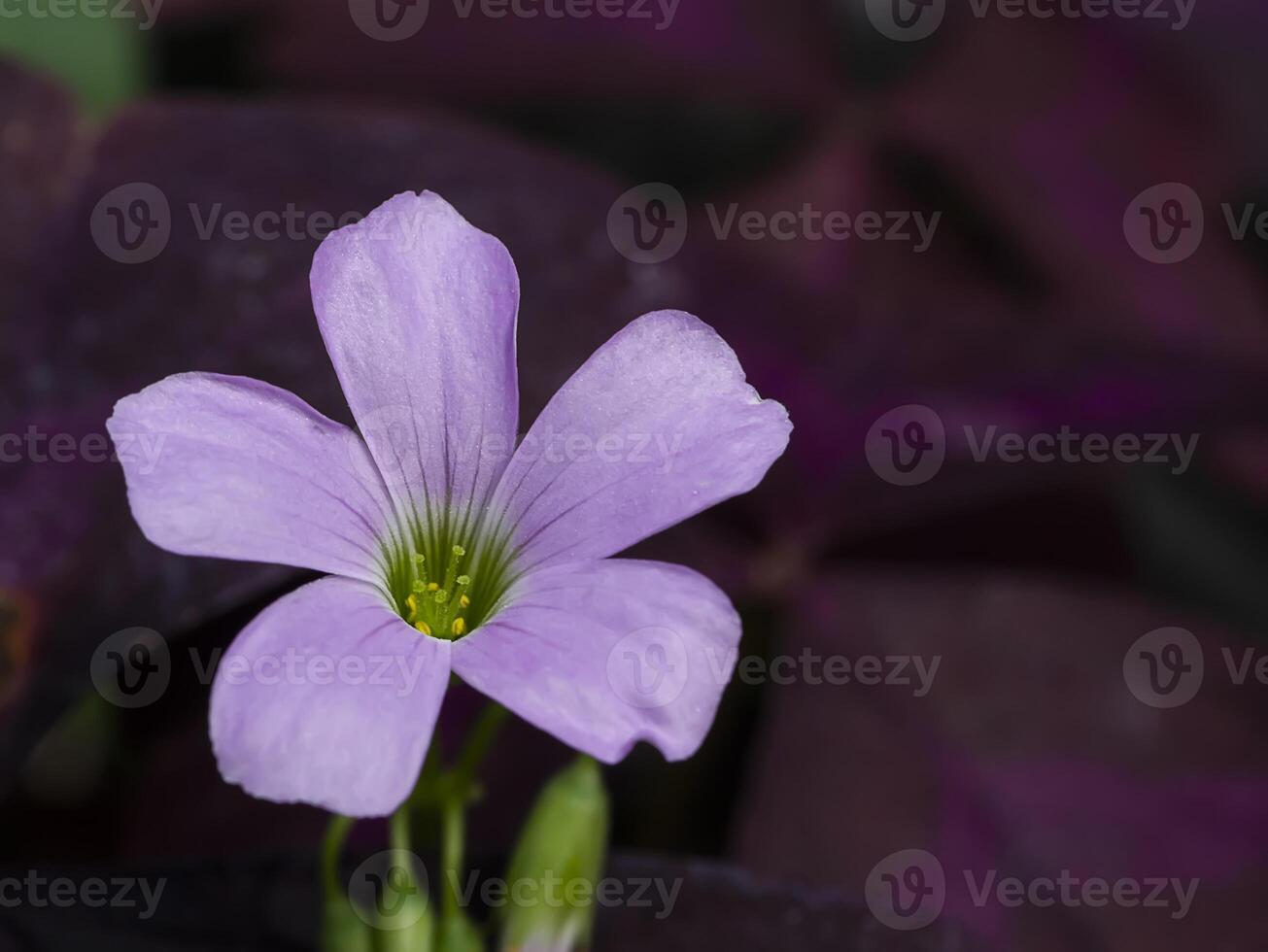 Pink oxalis flower. Butterfly night flower photo
