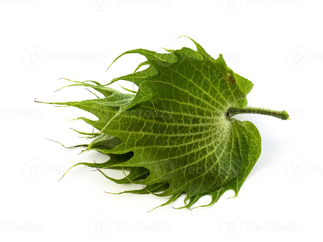 Close up Arabian cotton Gossypium herbaceum seed hang on white background. photo