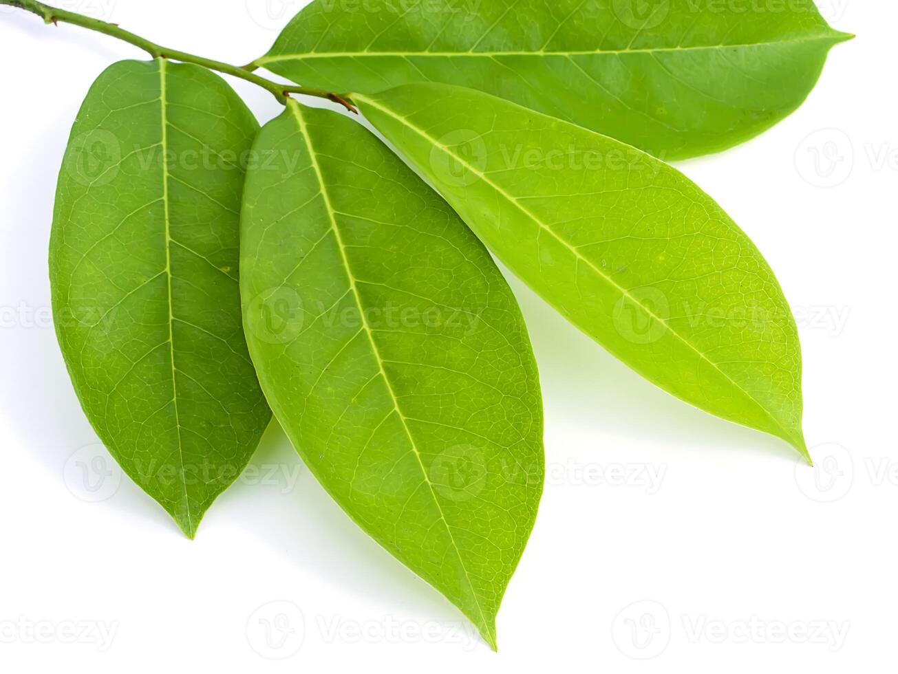 Soursop leaves on white background photo