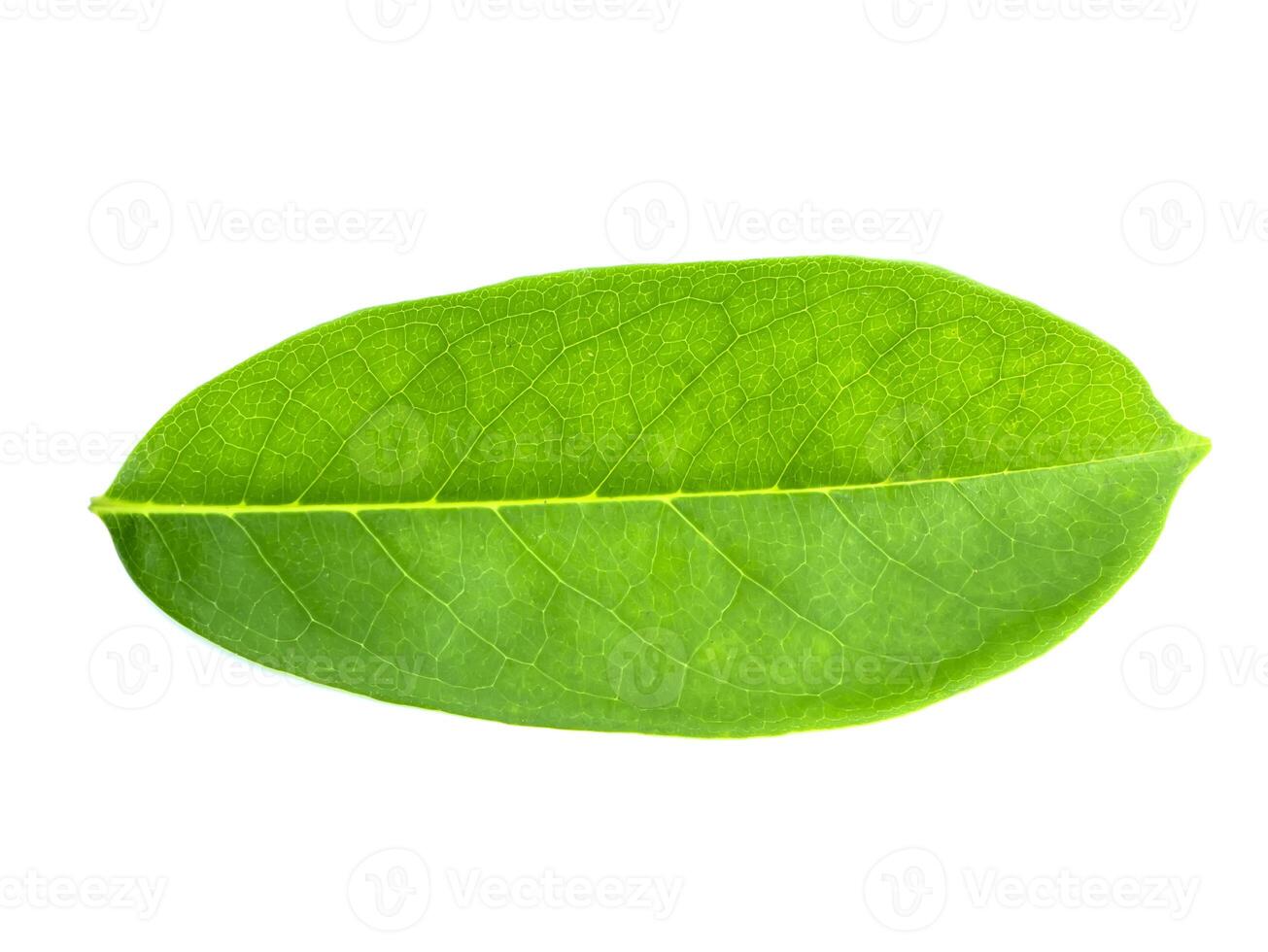 Soursop leaves on white background photo