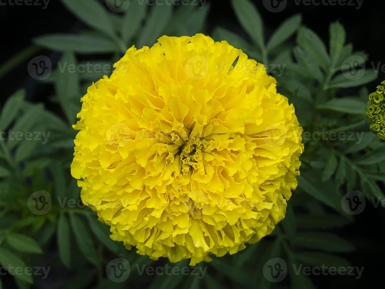 Close up marigolds flower in garden photo