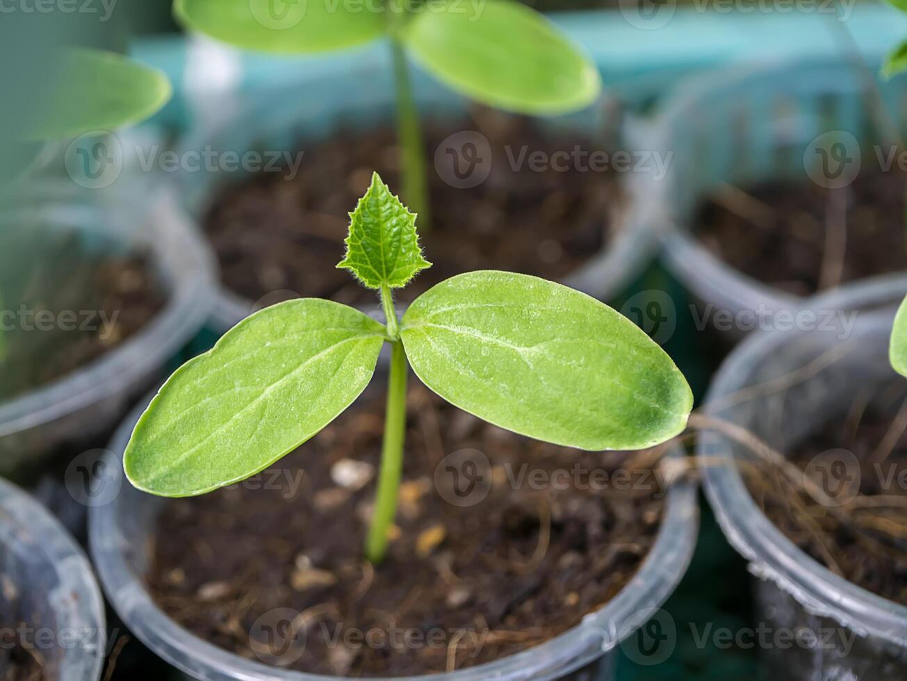 Close up Seedlings of Butternut Squash. photo