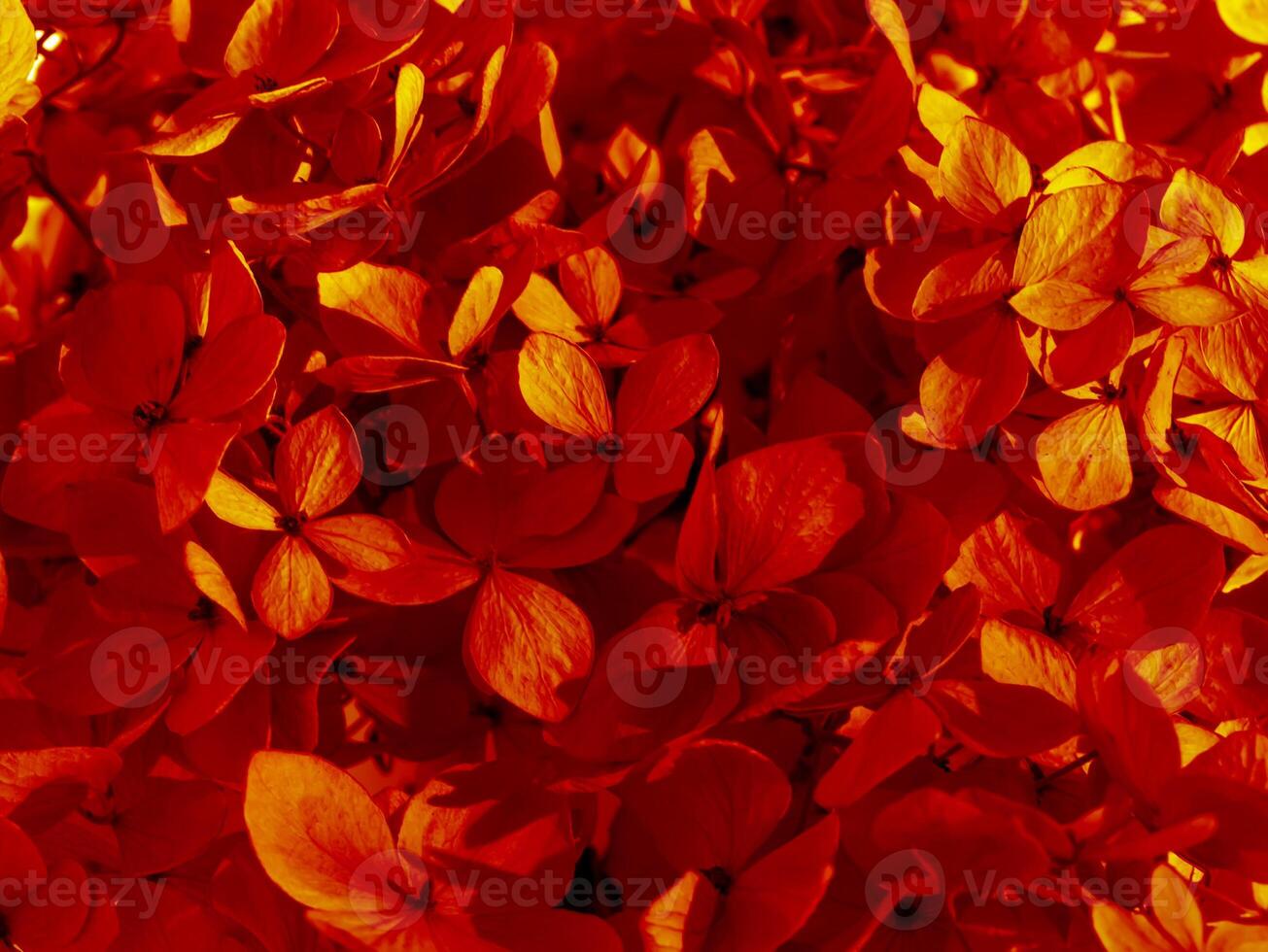 Close up dry Hydrangea flower background. photo