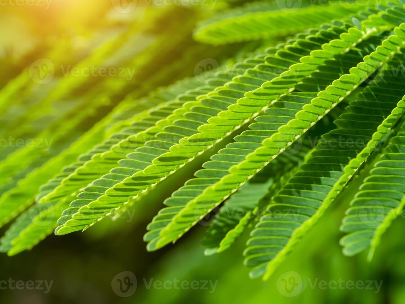 Close up the Climbing Wattle leaf on tree with sunlight. photo