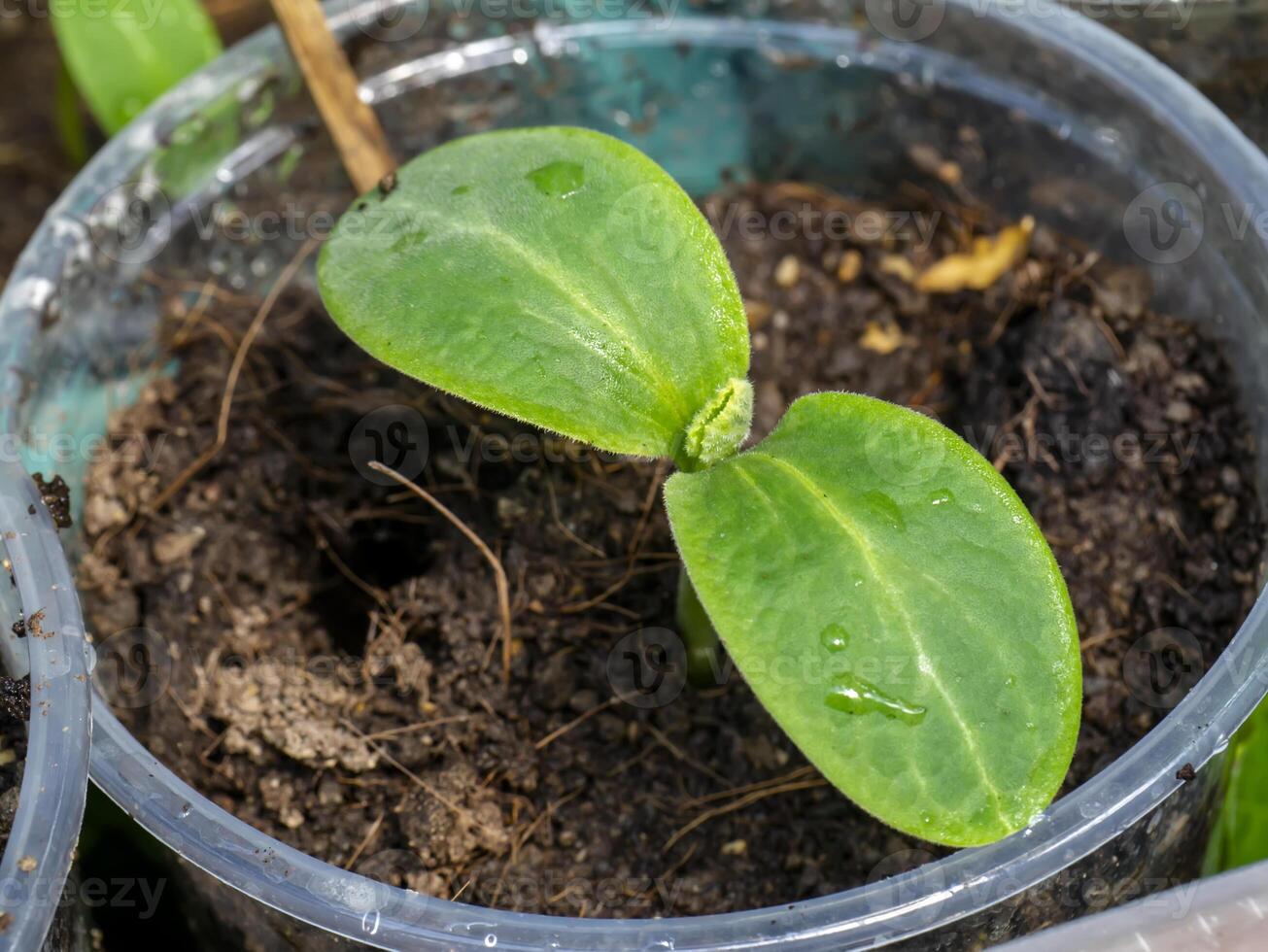 Close up Seedlings of Butternut Squash. photo