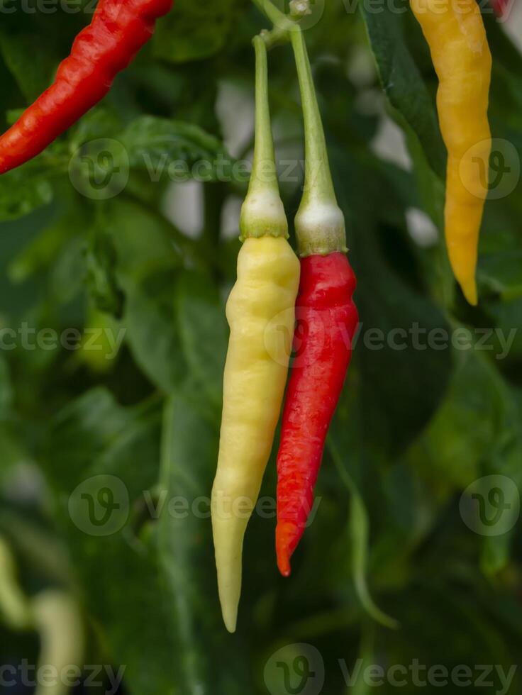 Yellow and red of chilli peppers on tree. photo