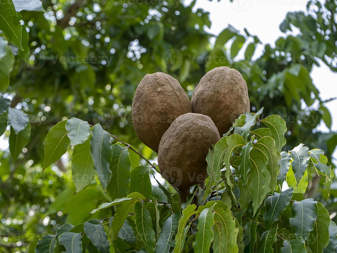 Close up Broad Leaf Mahogany or False Mahogany fruit. photo