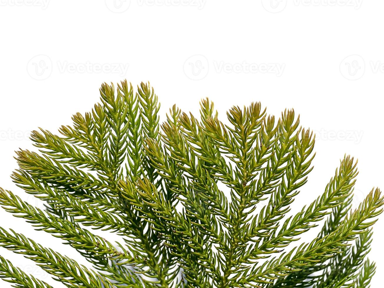 Close up of Norfolk Island Pine leaves background. photo