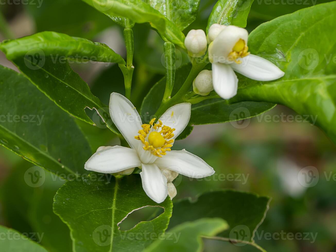 Close up of Orange flowers on a branch with blur background. photo