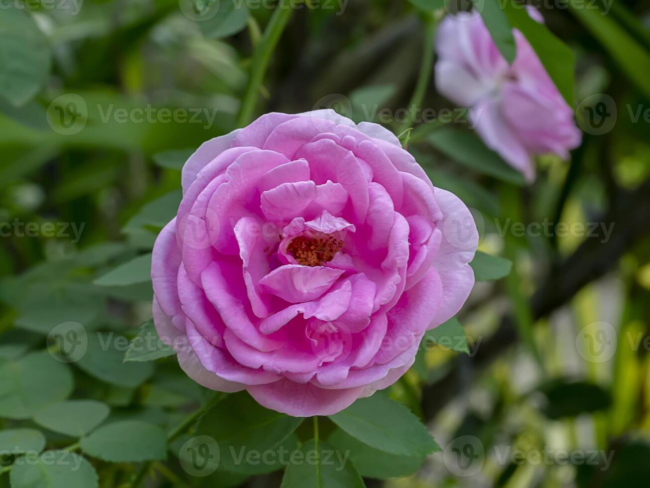 Pink of Damask Rose flower photo