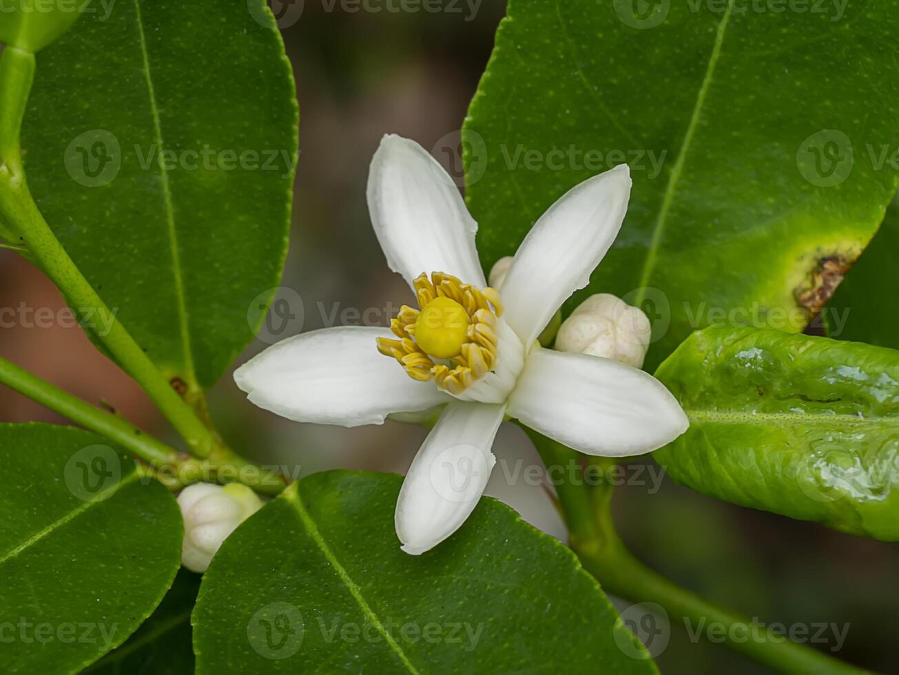 Close up of Orange flowers on a branch with blur background. photo