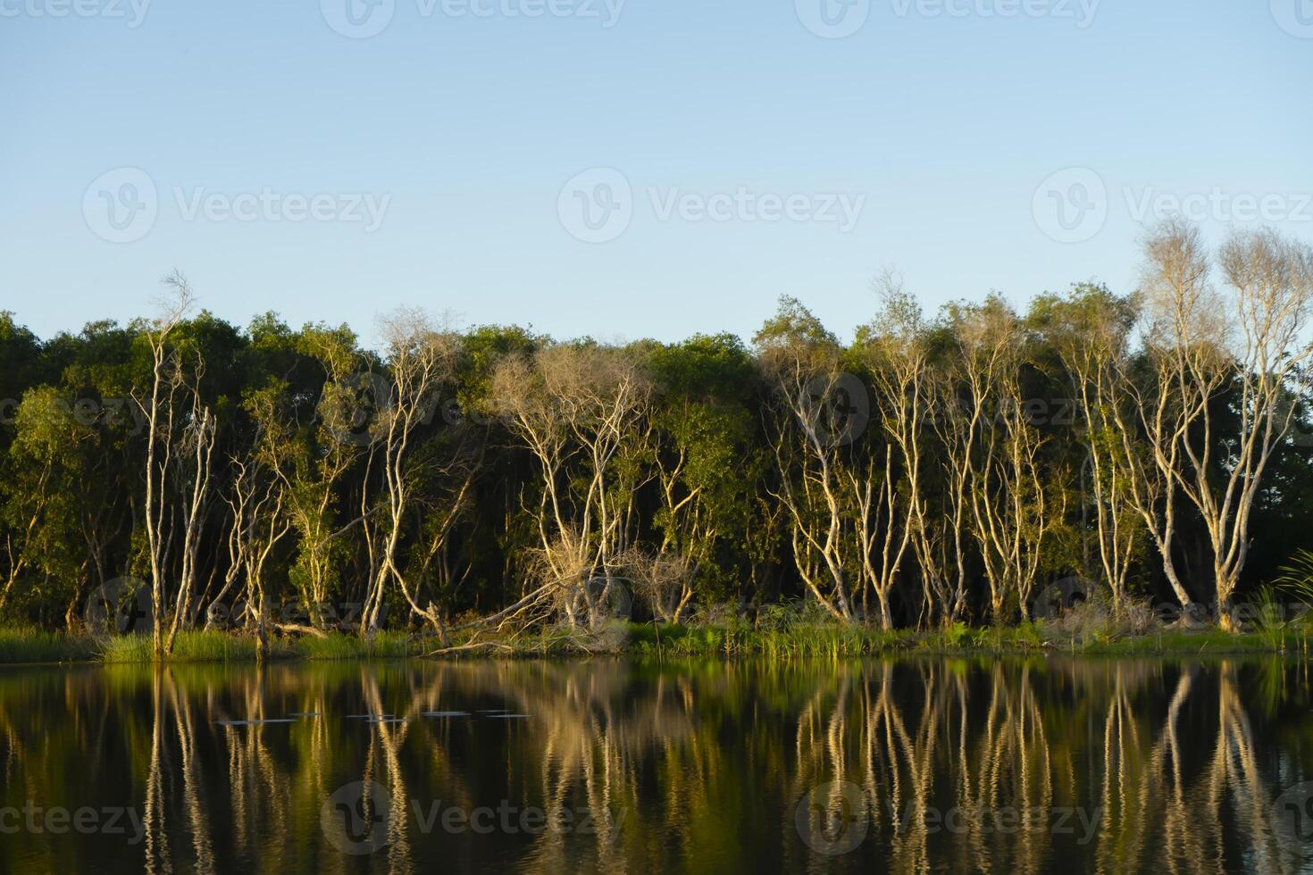 The dead trees reflecting surface photo