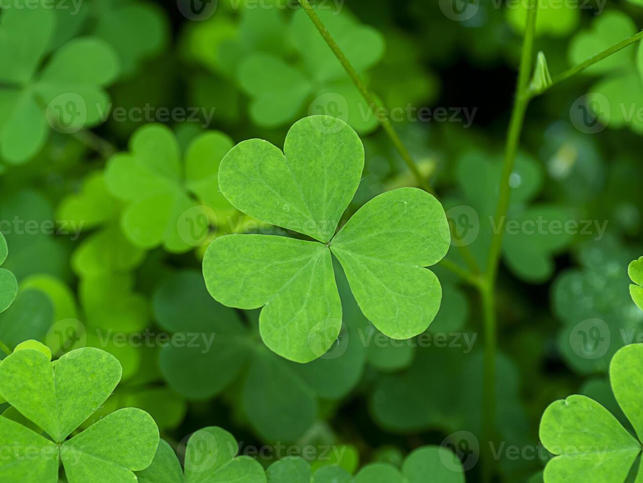 Close up Creeping lady's sorrel plant photo