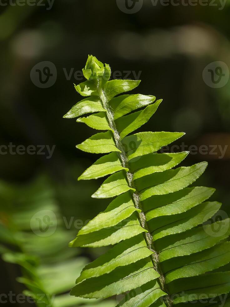 Close up of fern leaves photo