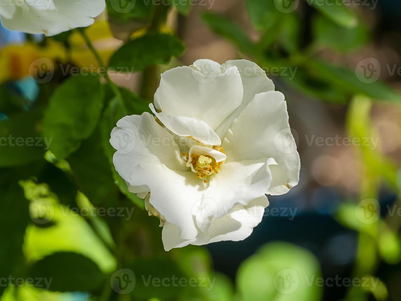 Close up mini white Fairy Rose flower photo