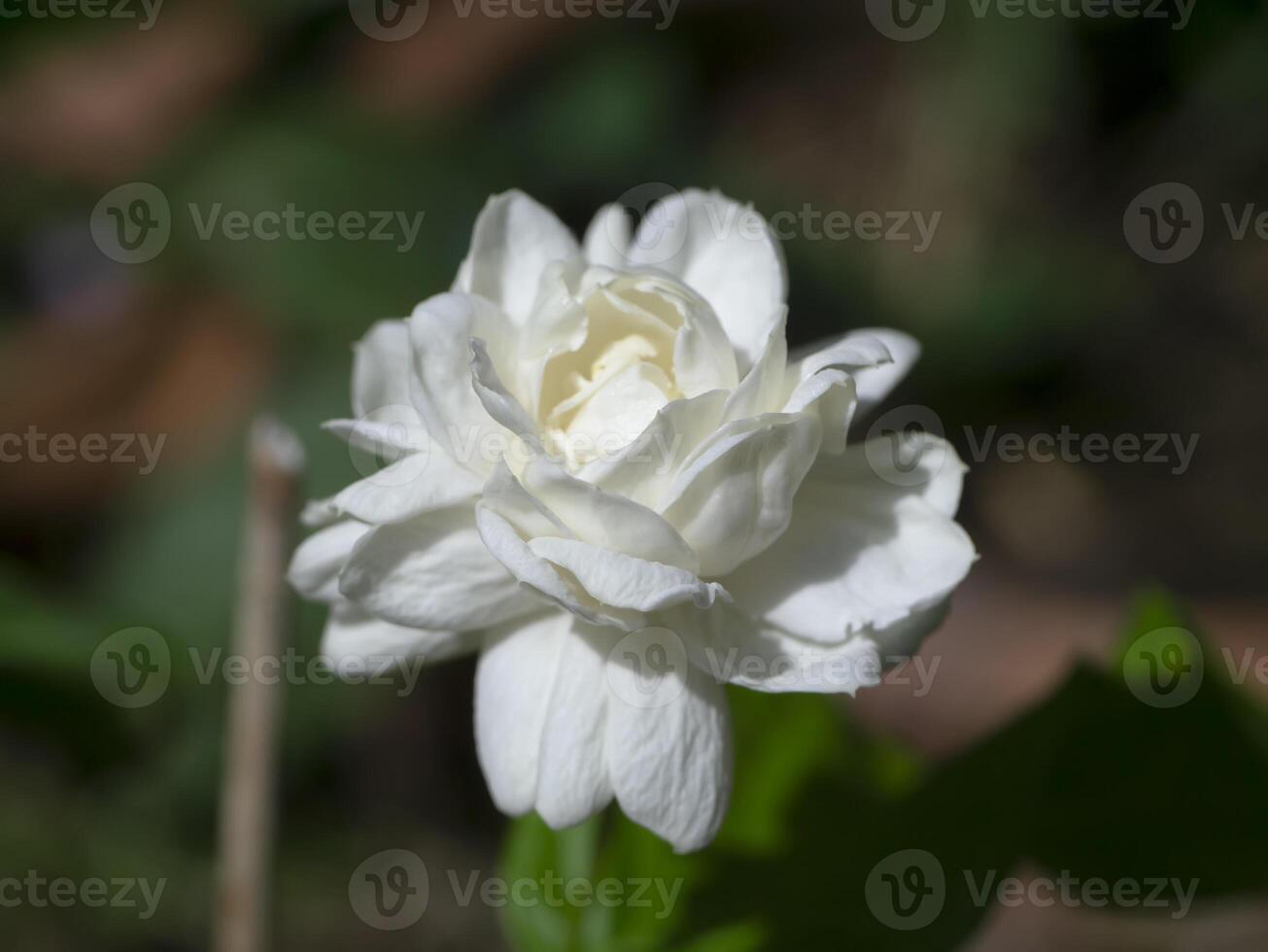 Close up of white jasmine flower in blur background. photo