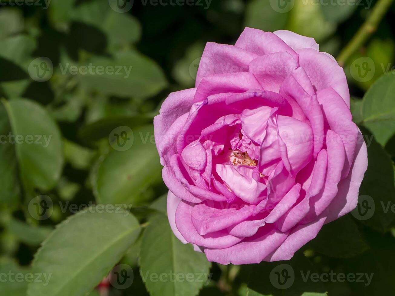 Pink of Damask Rose flower photo