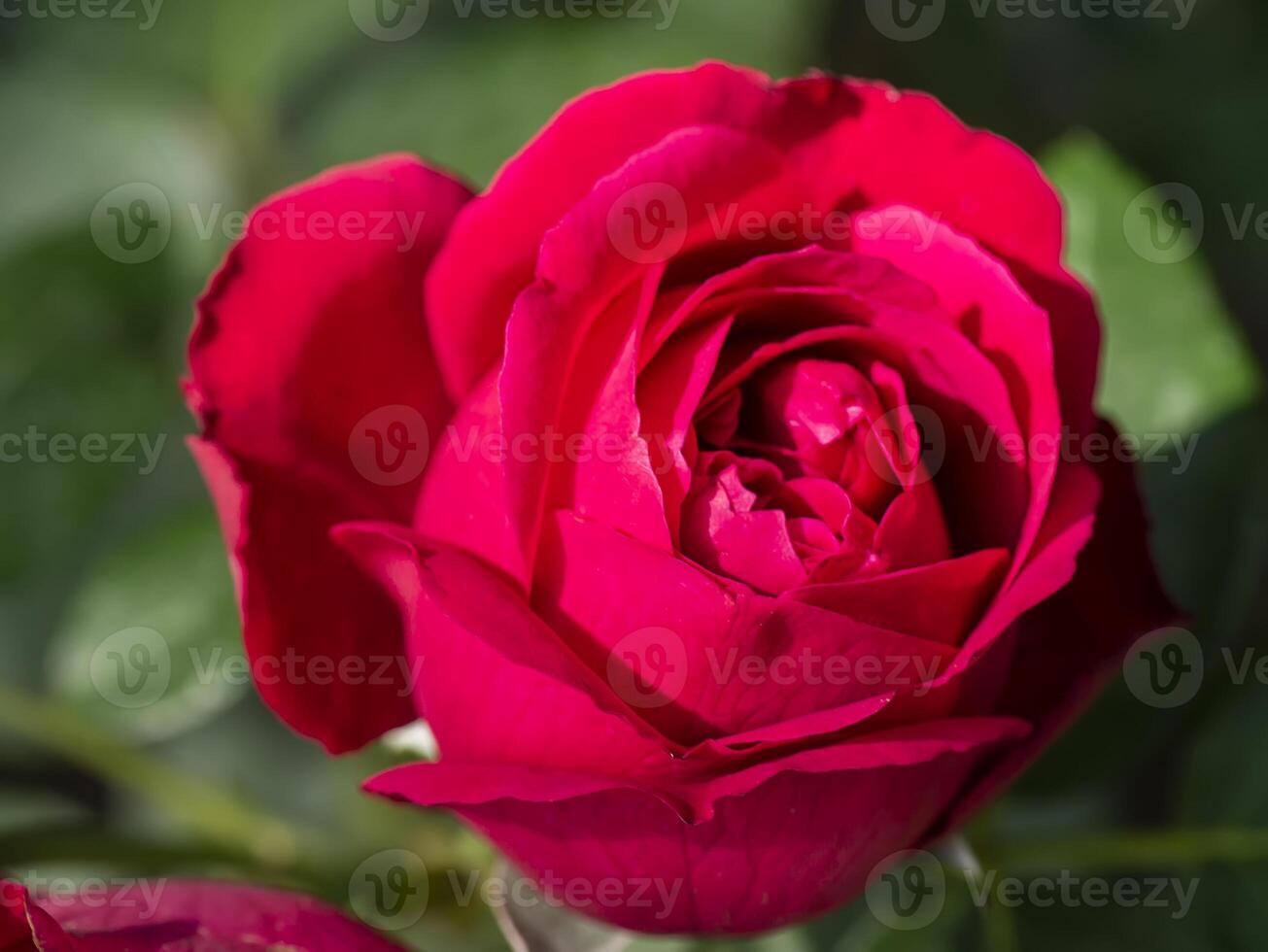 Close up red eden rose flower photo