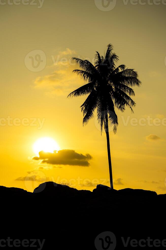 Silhouette of coconut tree with sun and sky background. photo