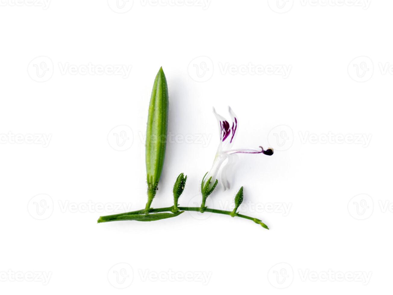 Close up Andrographis paniculata flower. photo