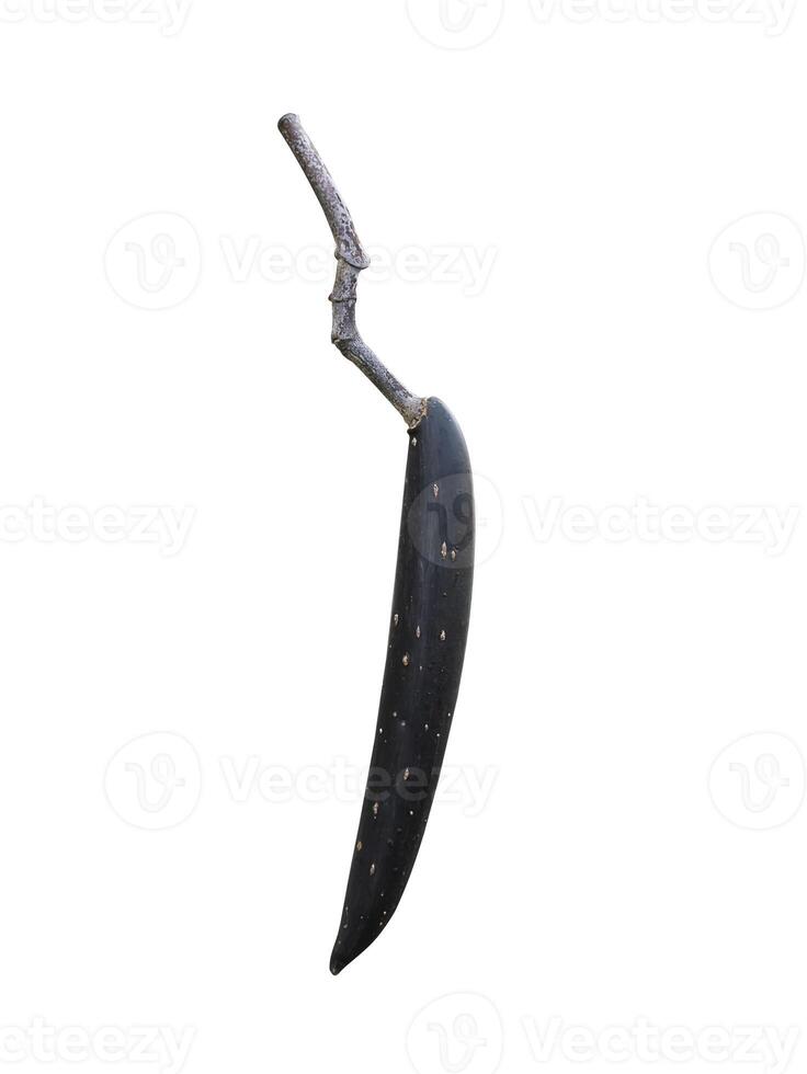 Close up sheath of Frangipani flower or Pagoda tree. photo