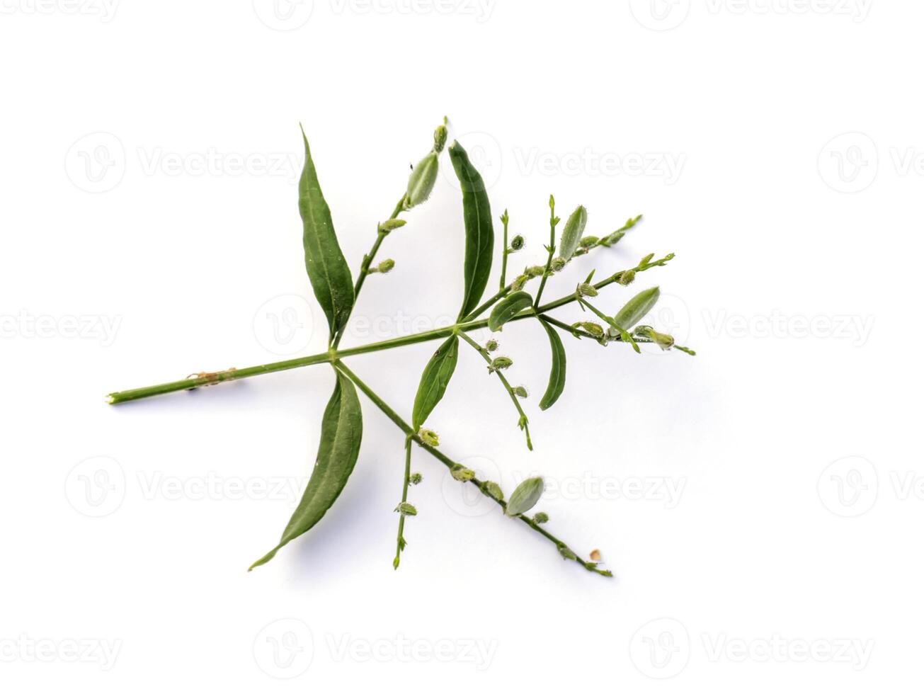Close up Andrographis paniculata flower. photo