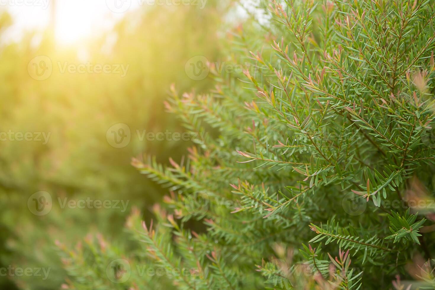 juniper tree growing with blur background in the park. photo