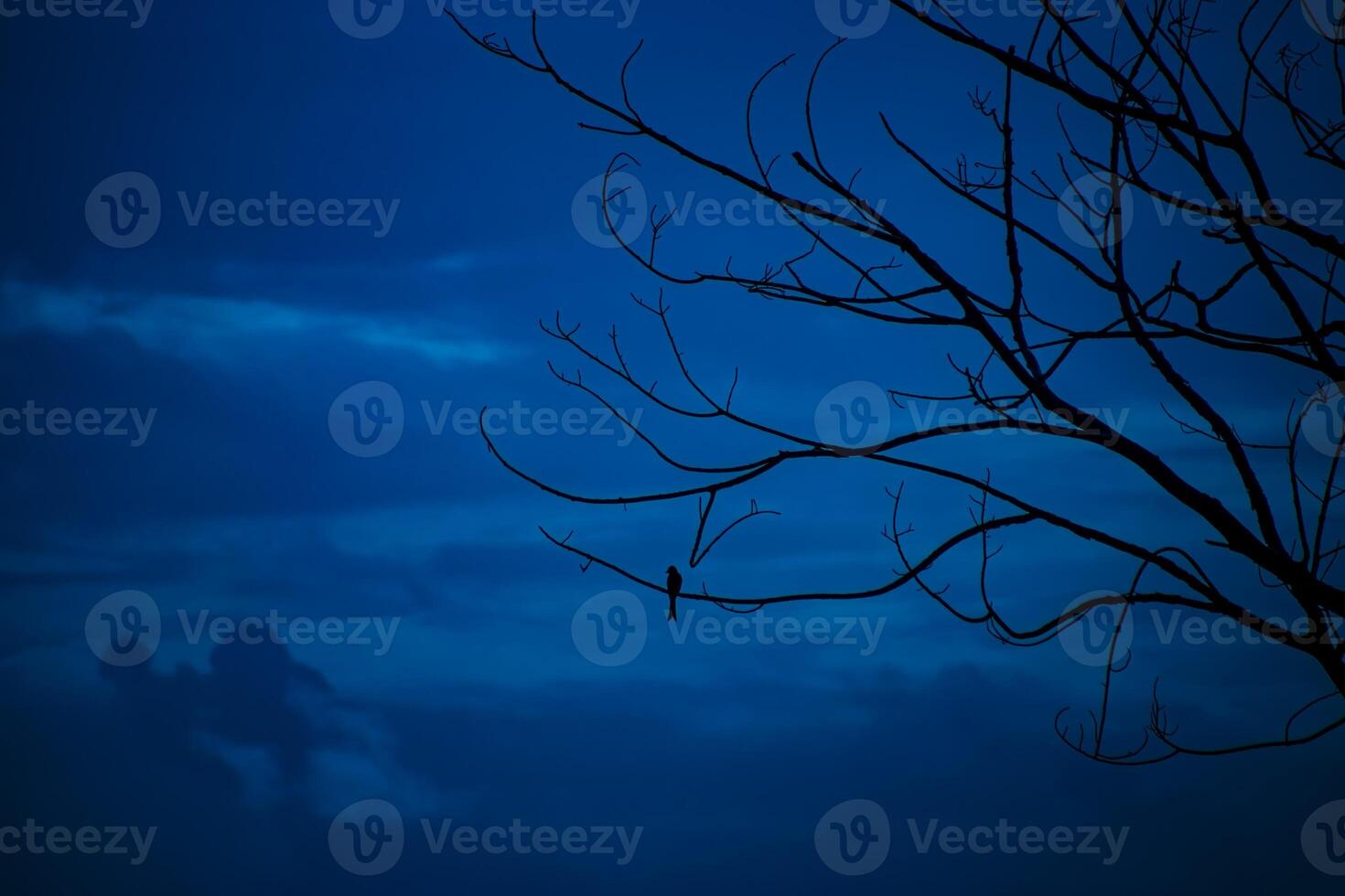 Silhouette small bird on branch with deep blue sky. photo
