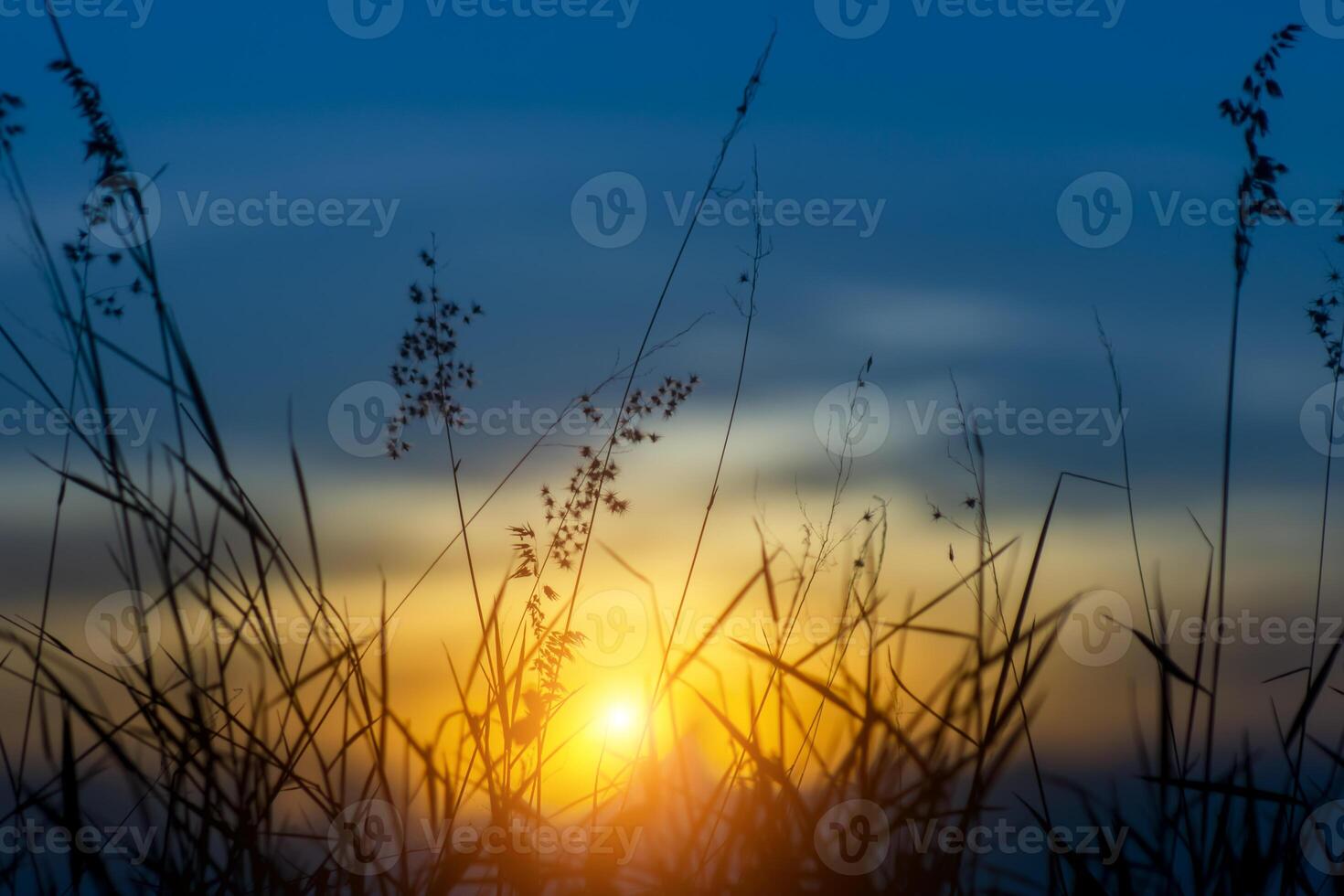 Silhouette of Flower grass in the summer with sunset background photo