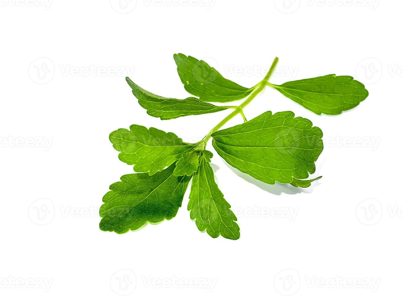 fresh Stevia rebaudiana leaves on white background. photo