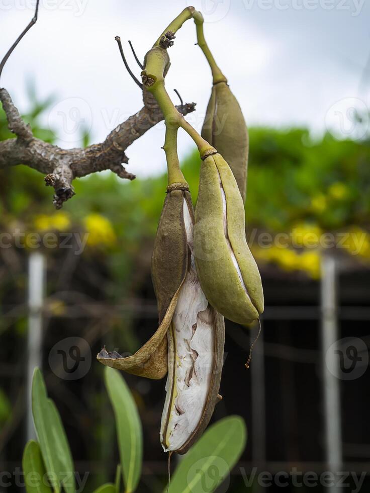 Tabebuia aurea seeds on tree branches in the garden. photo