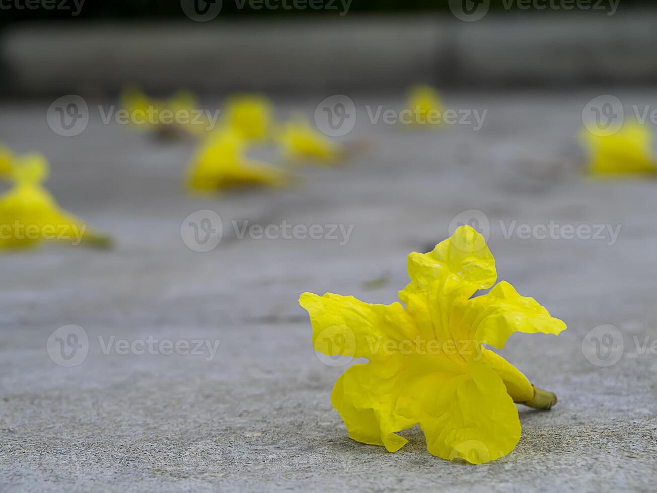 Tabebuia aurea flowers on ground. photo