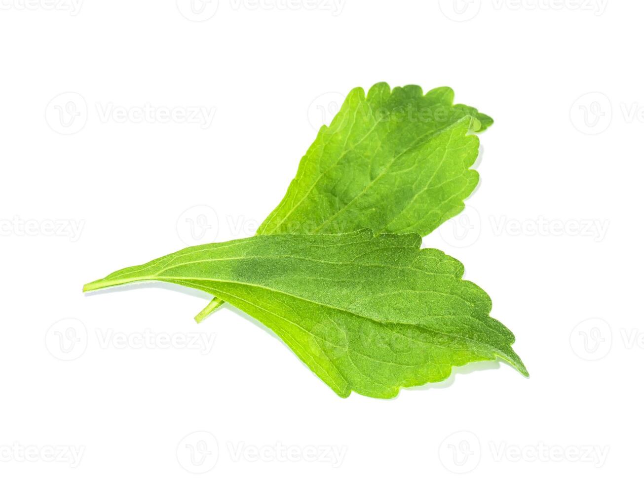fresh Stevia rebaudiana leaves on white background. photo