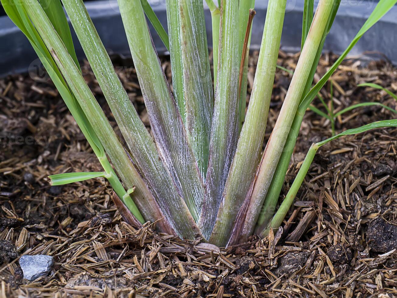 Lemongrass grown in the garden. photo