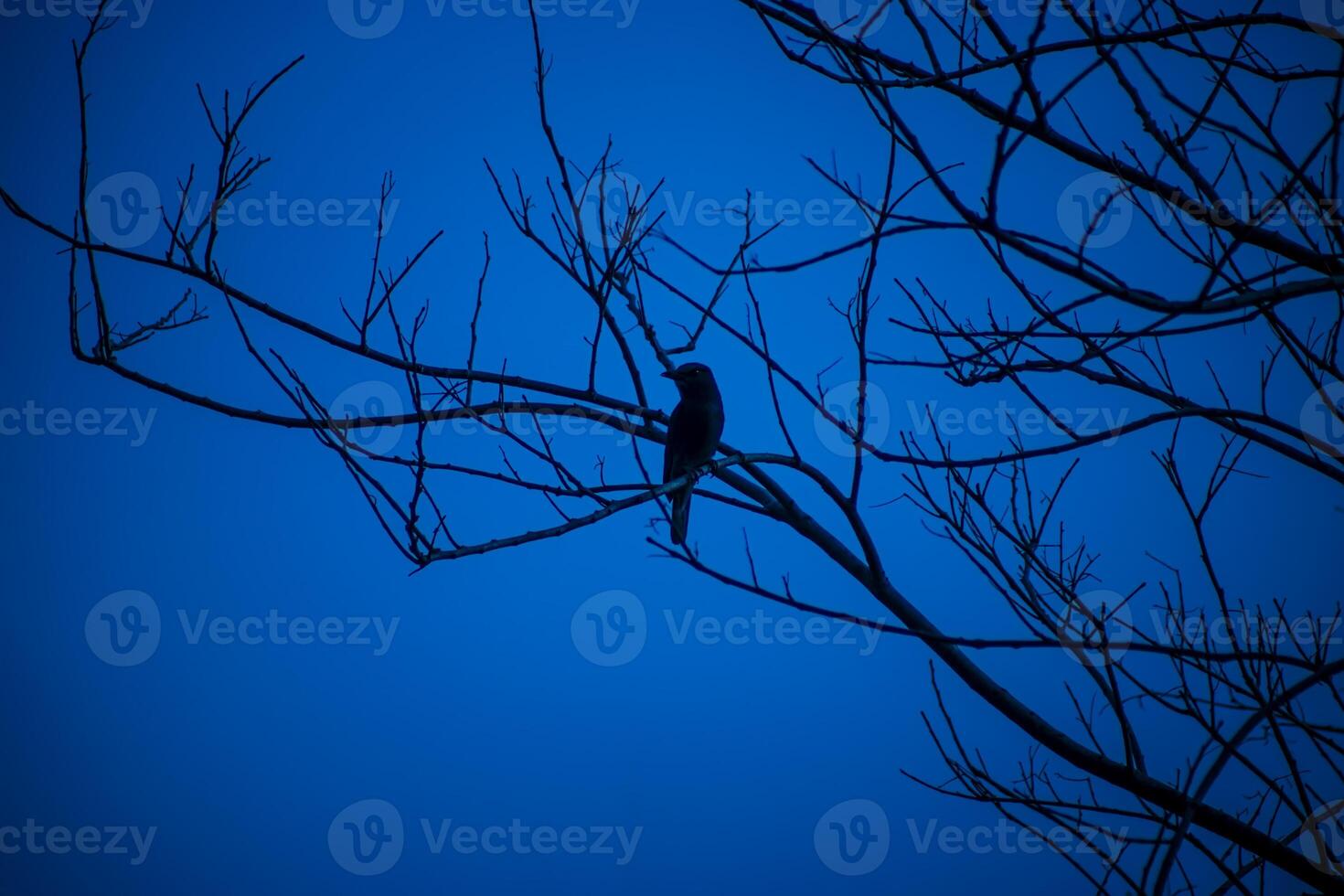 Silhouette small bird on branch with deep blue sky. photo