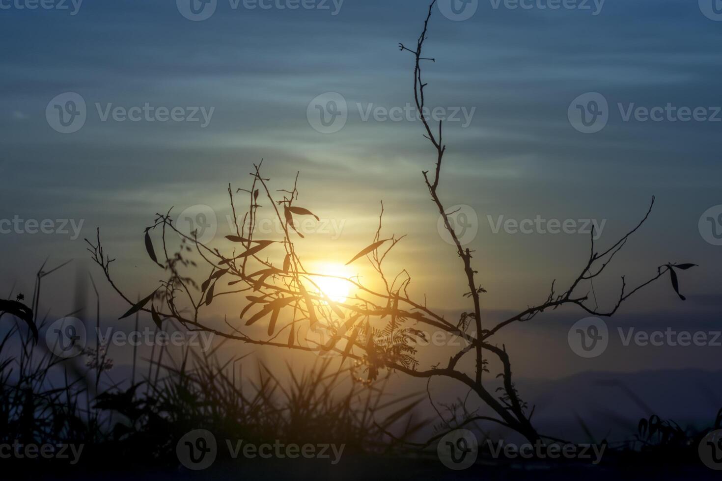 Silhouette of branch in the summer with sunset background photo