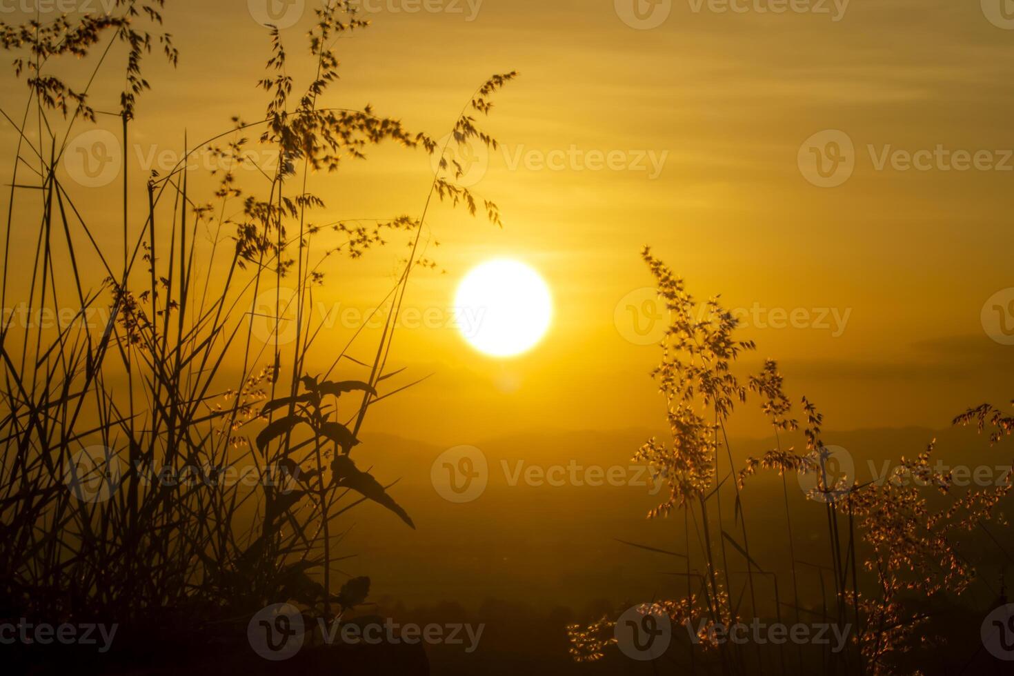 Silhouette of Flower grass in the summer with sunset background photo