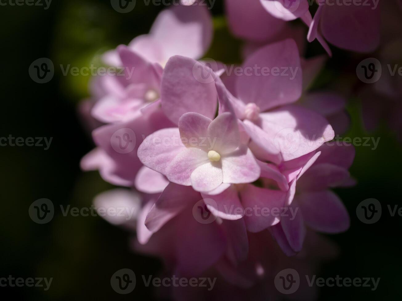 Close up soft pink hydrangea flower with dark background. photo