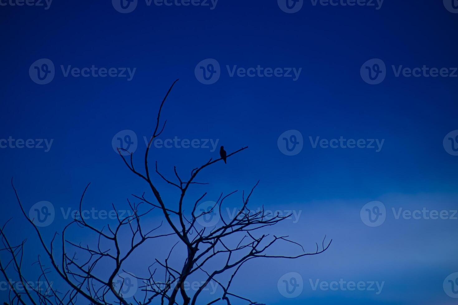 Silhouette small bird on branch photo
