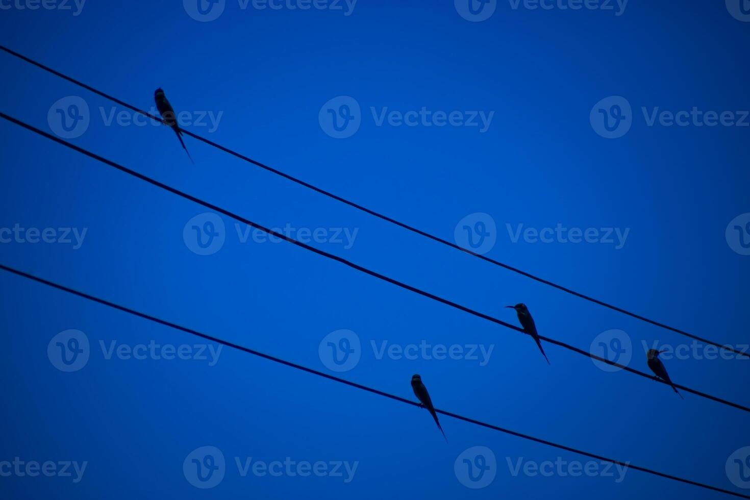 The bird on power lines with deep blue color. photo