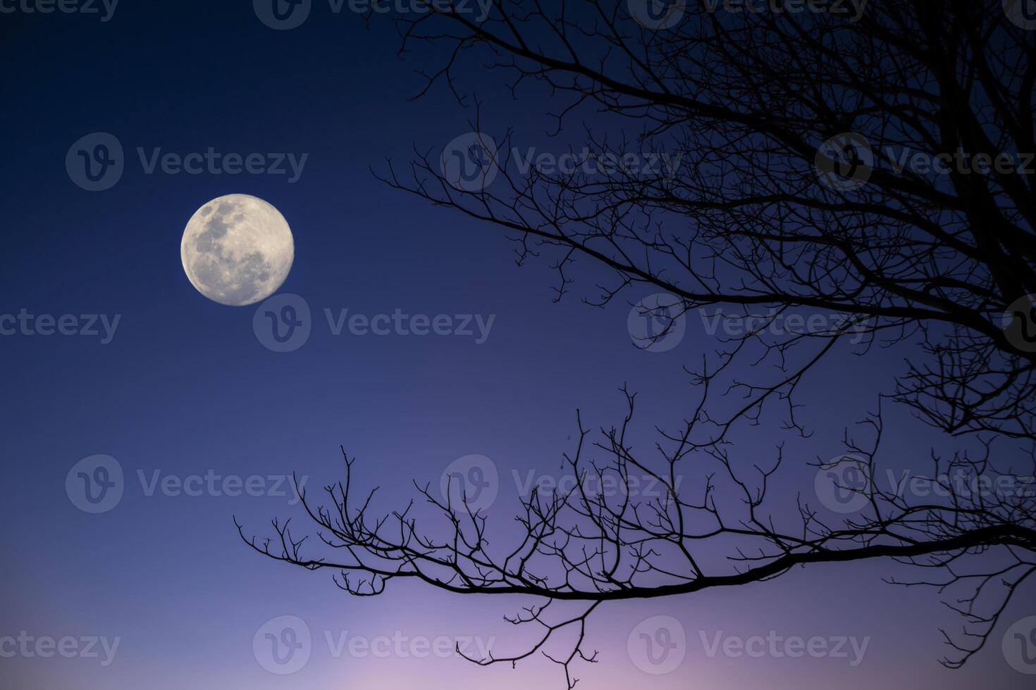 Silhouette of tree branches on twilight sky background with moon photo