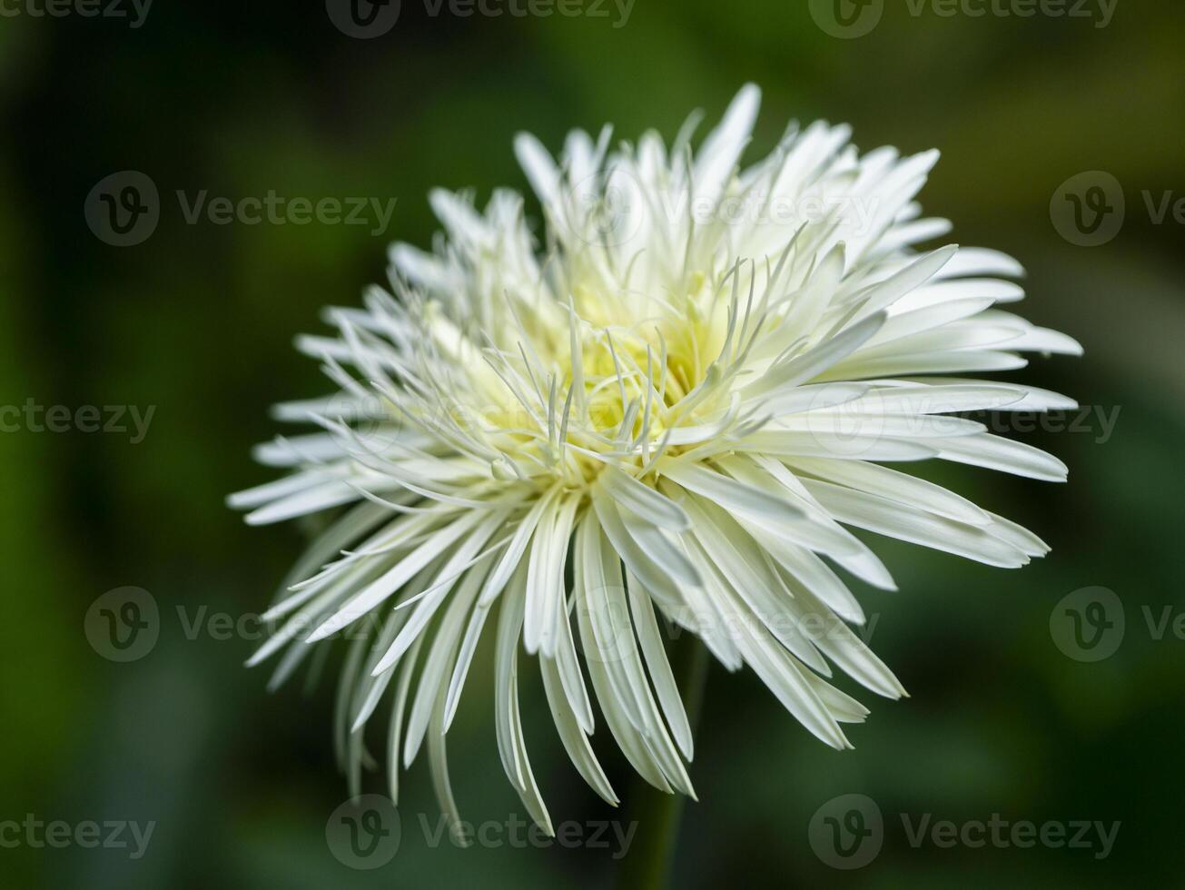 Close up white gerbera daisy in the garden photo