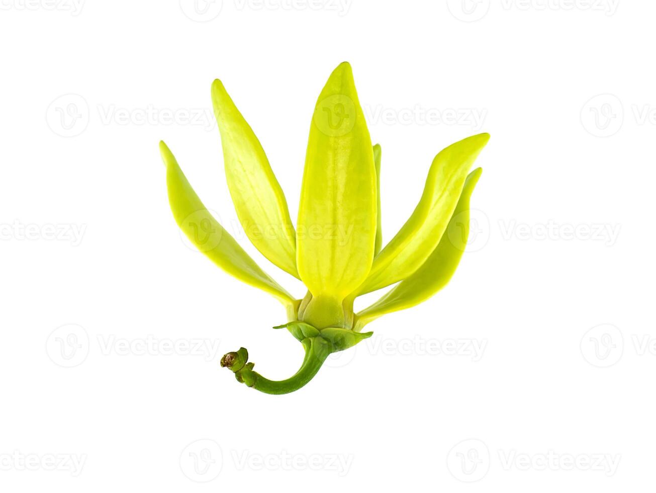 fragrant flowers of climbing ylang-ylang on white background. photo