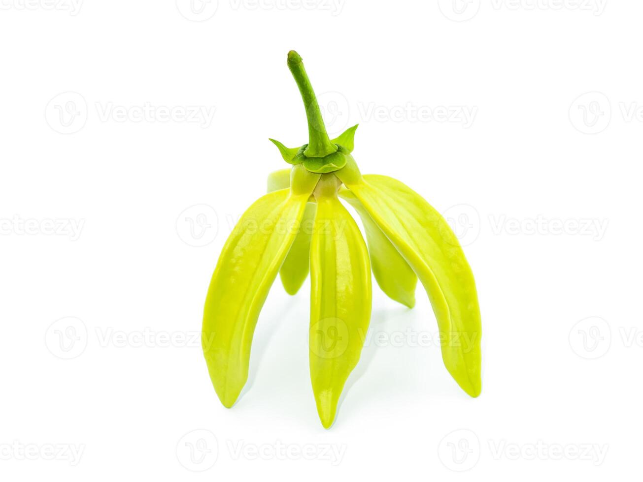 fragrant flowers of climbing ylang-ylang on white background. photo