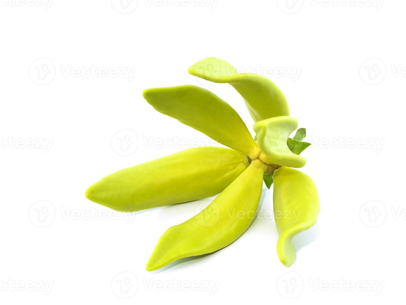 fragrant flowers of climbing ylang-ylang on white background. photo