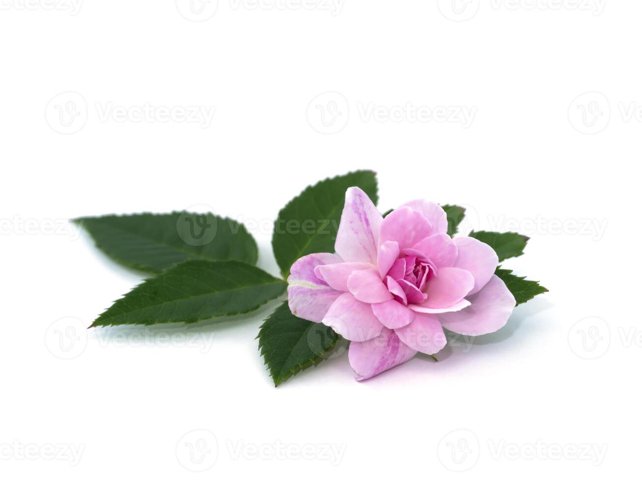 Pink of Damask Rose flower with leaves on white background. photo
